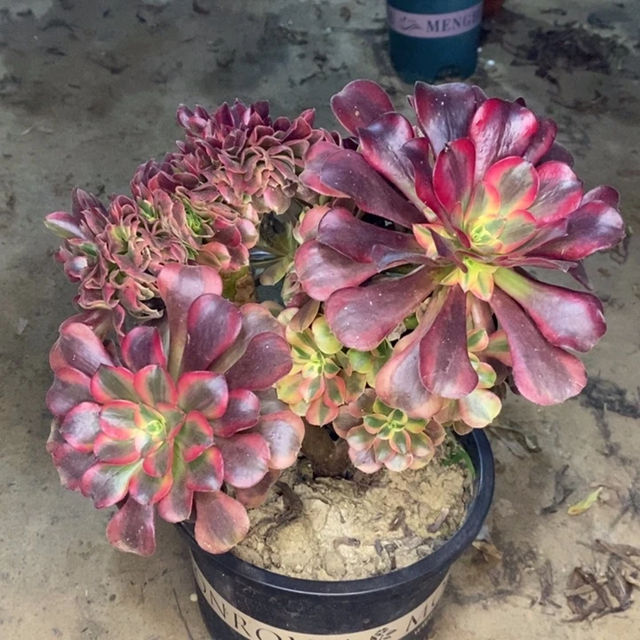 美杜莎缀多肉植物87