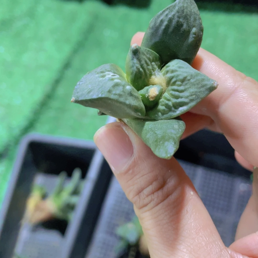 平****实生福利福利福利福利