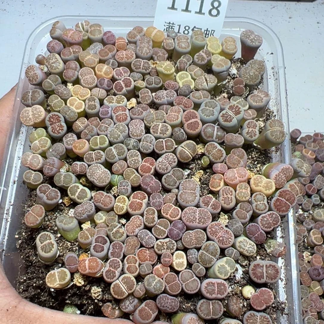 【闪购商品】 1118。