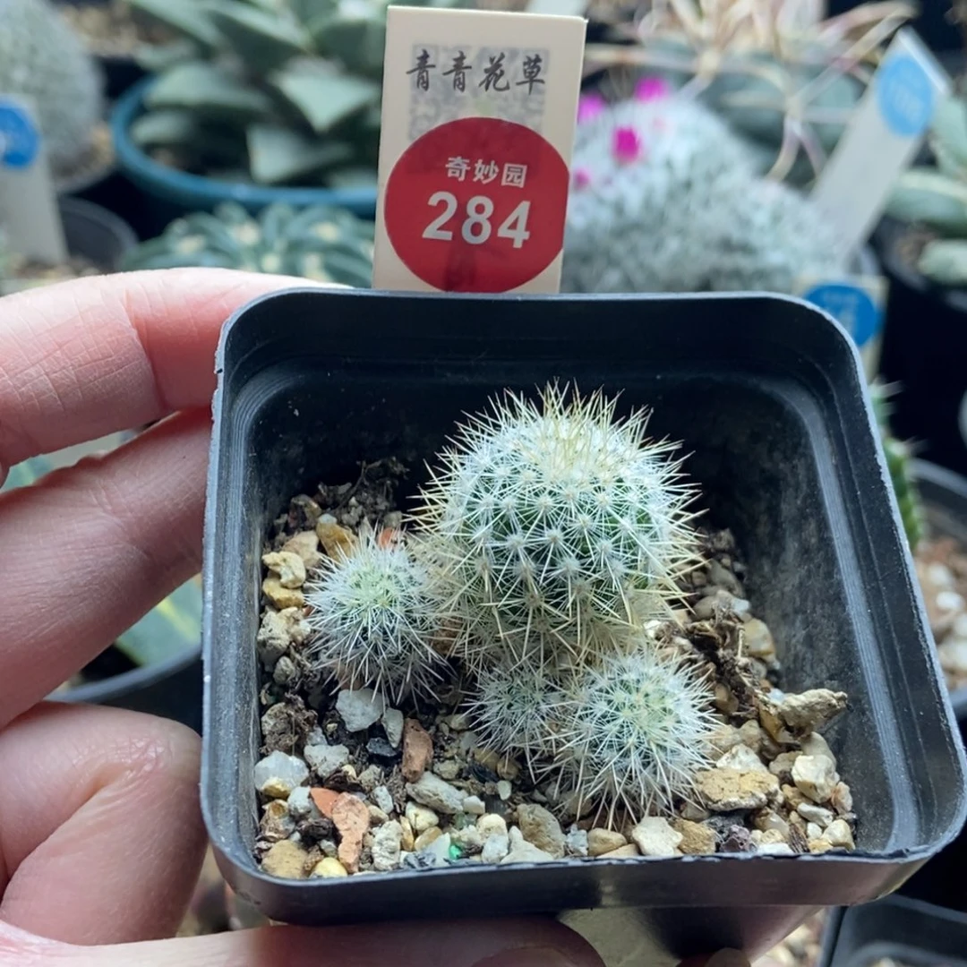 实生千鹤丸群一颗仙人球