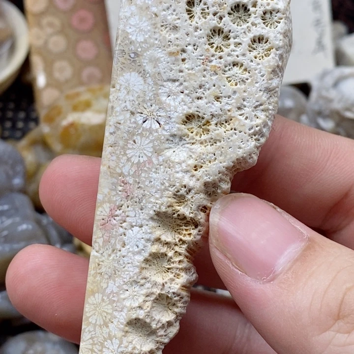 颈饰未镶嵌硅化珊瑚（珊瑚玉）