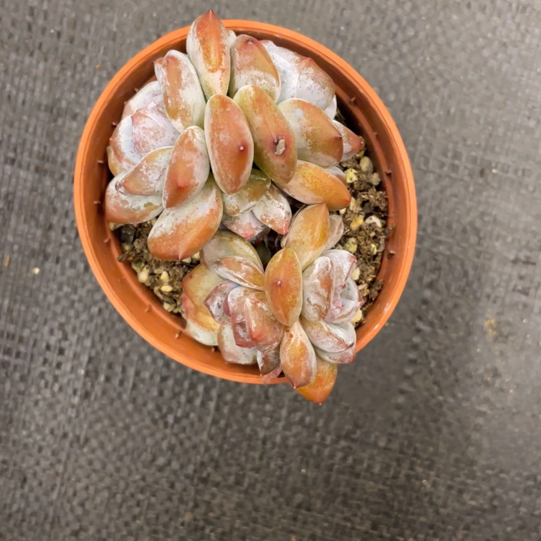 飘***雪弥鹿之森一物一拍