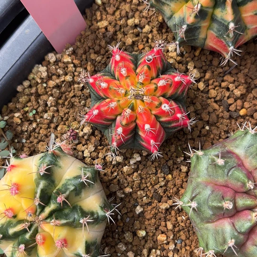 550-0926泰国发货