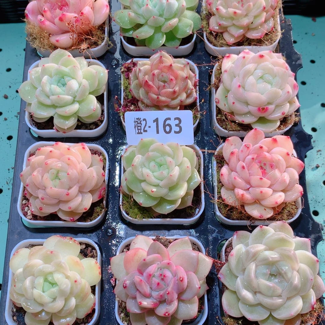 2-163一物一拍多肉带盆18颗