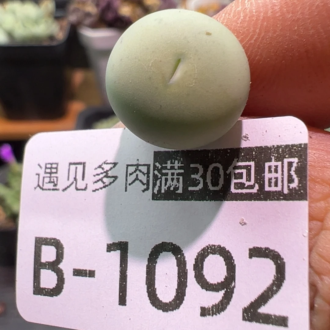 多肉植物1111111111111