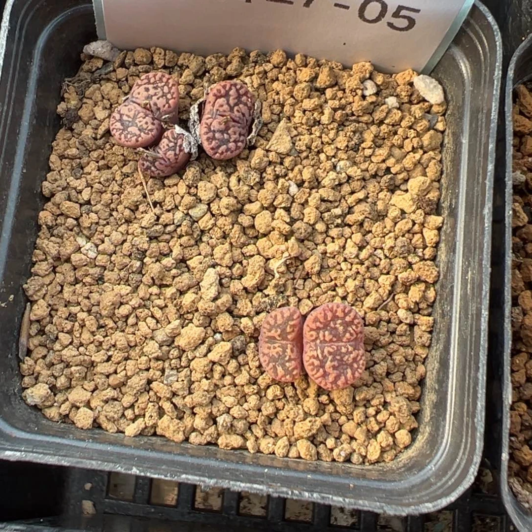 27-05肉锥多肉植物，