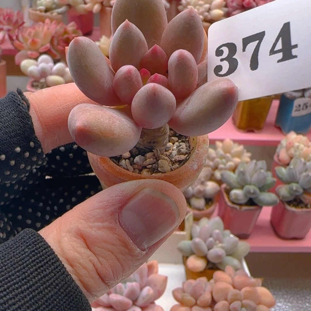 宝石美人374 ，带盆土发货，满38包邮非偏远。