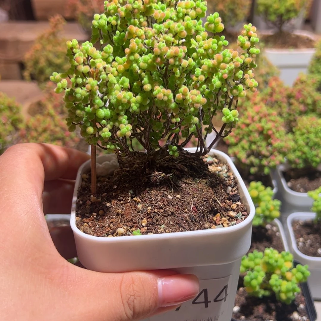 744蜜橘带土发货一物一拍