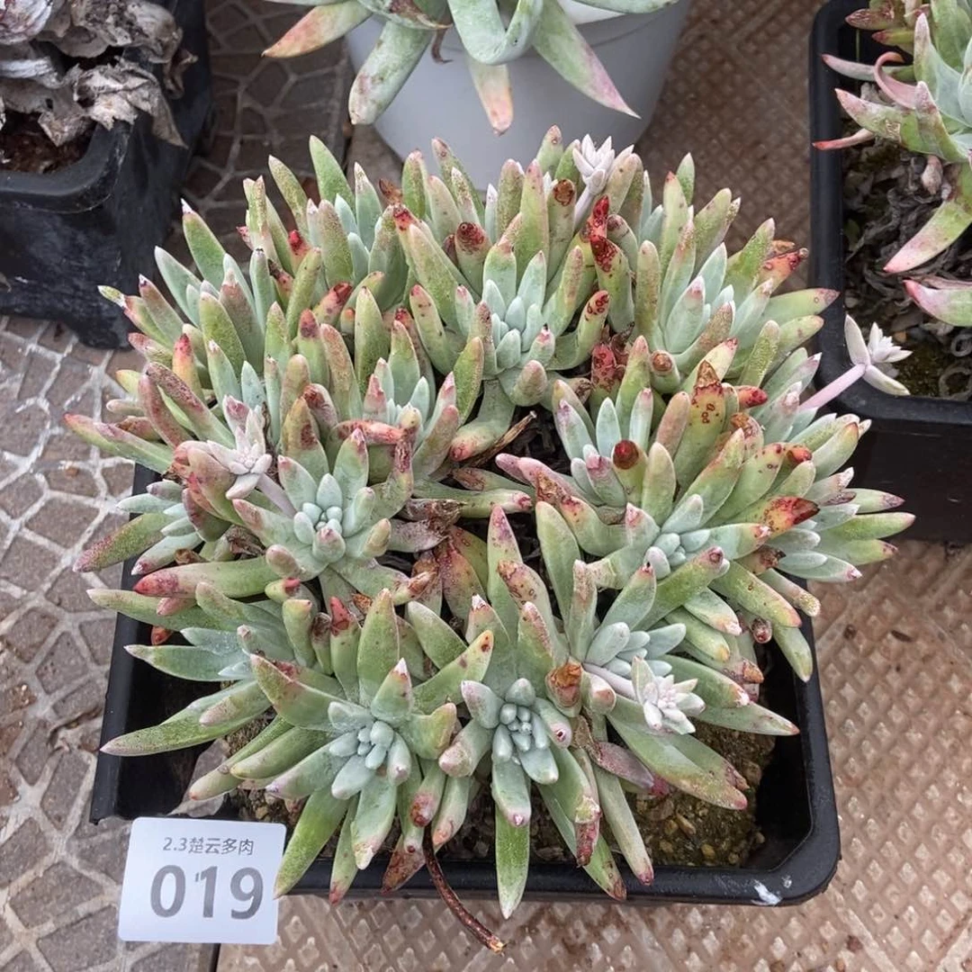 019千寿姬杂多肉