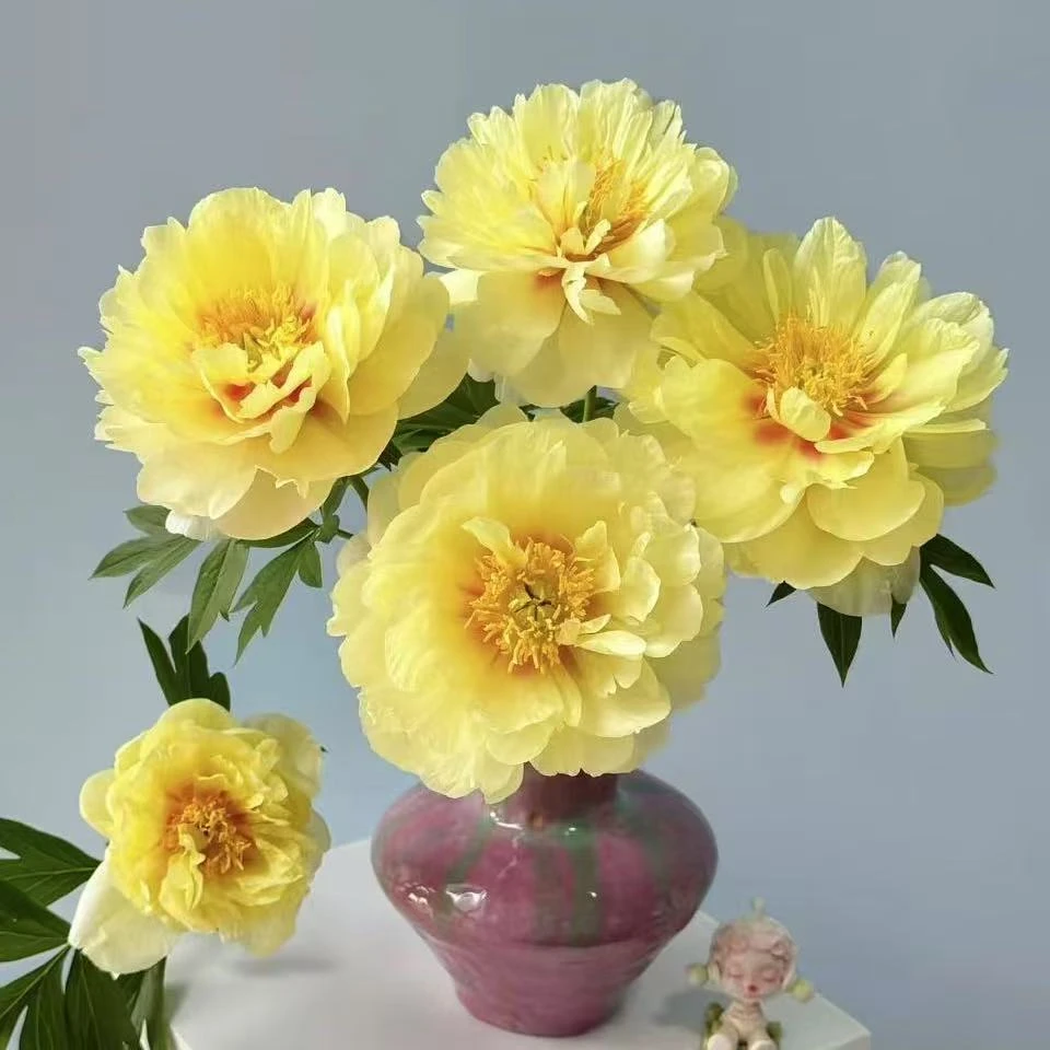 【盛世芍韵|芭茨拉芍药】人间富贵花，山东菏泽基地直发，顺丰包邮