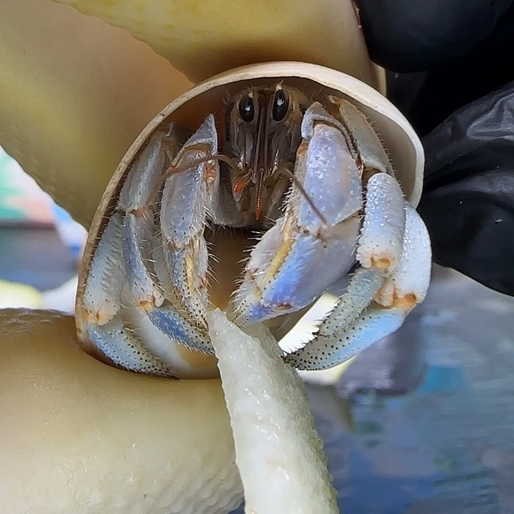 A70紫陆豆1.7cm口径