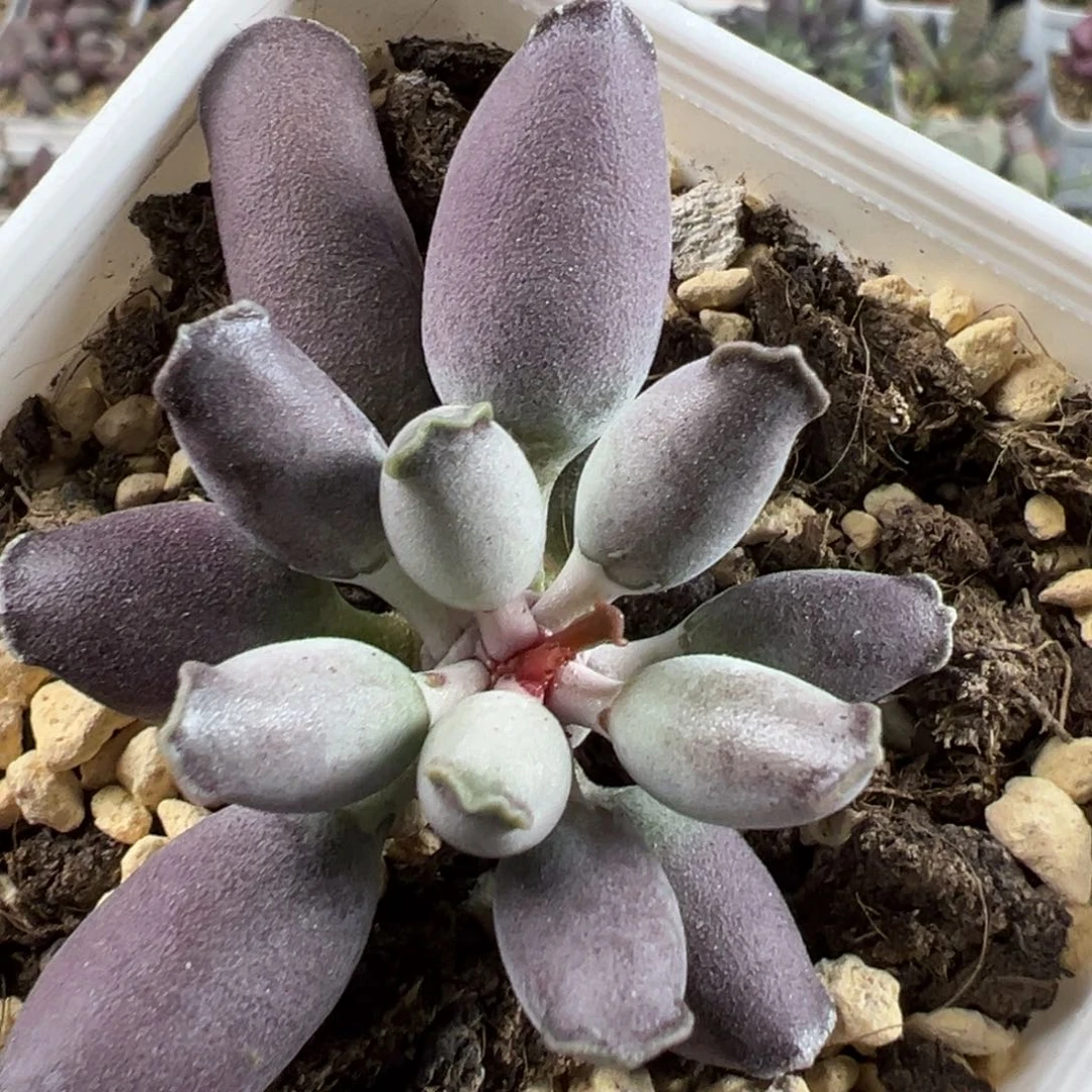 艺伎海豹多肉植物水泡海豹系