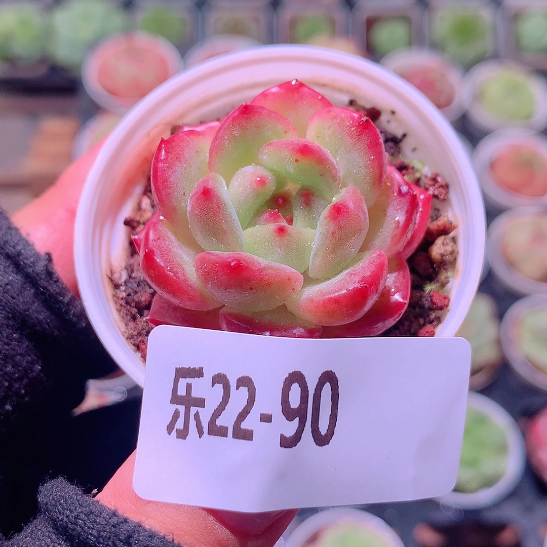 乐然22-90 新品单头