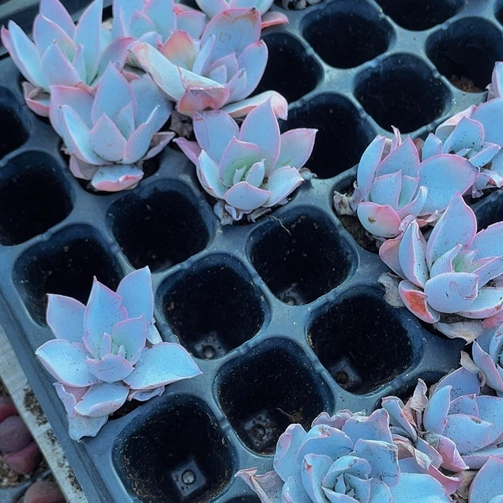 小广寒宫1元带土发