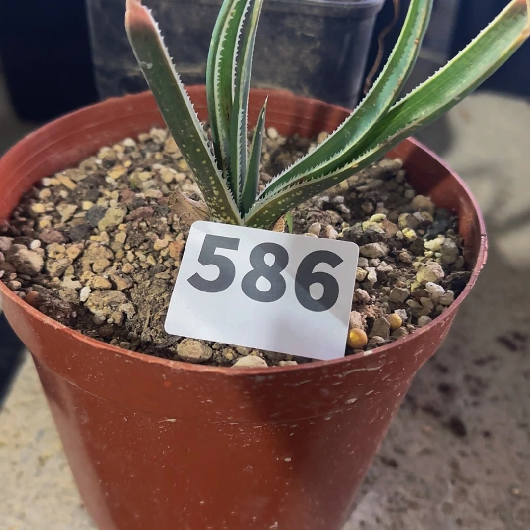 【闪购商品】随**安块根植物