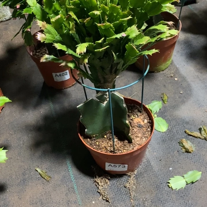 当前无花栽培后可以开花573印加太阳