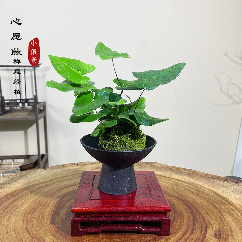 【心愿蕨】苔藓球绿植爱心叶片室内茶台书桌好养耐活绿植
