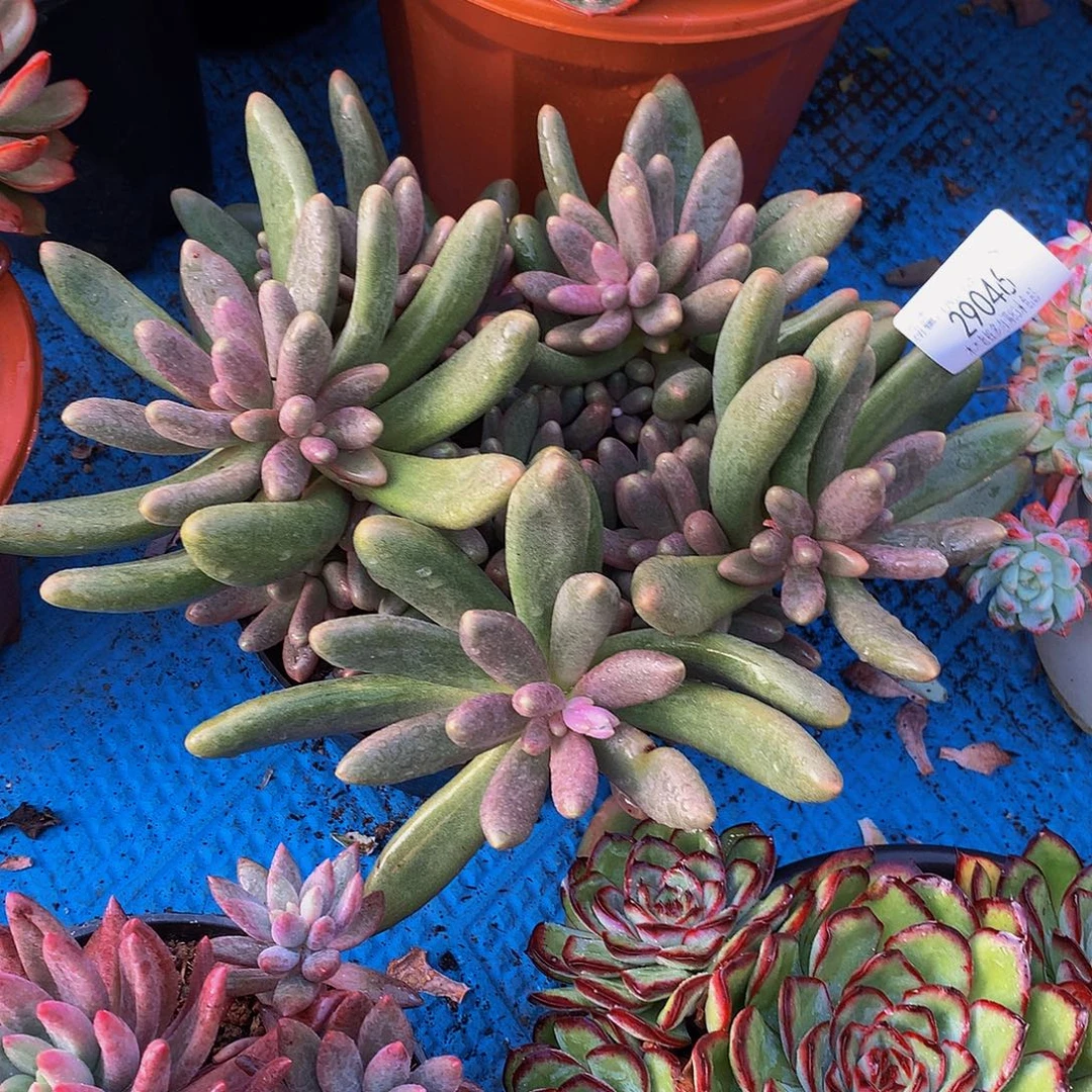 痞***板   糖果美人多肉29046