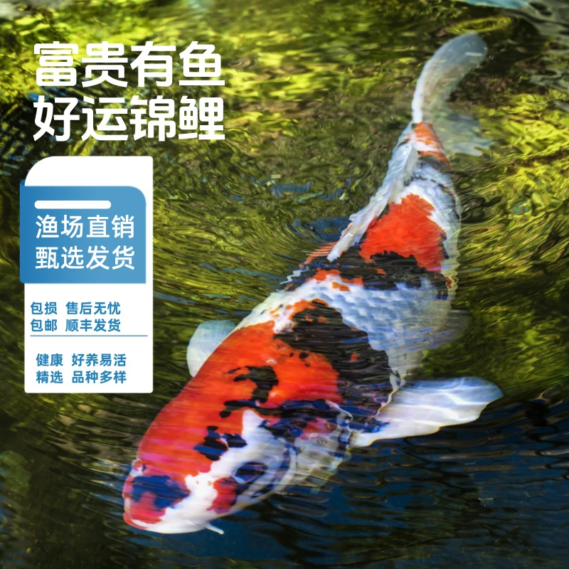 锦鲤活鱼观赏鱼纯种红白大正三色淡水鱼冷水鱼观赏鱼活鱼好养耐活