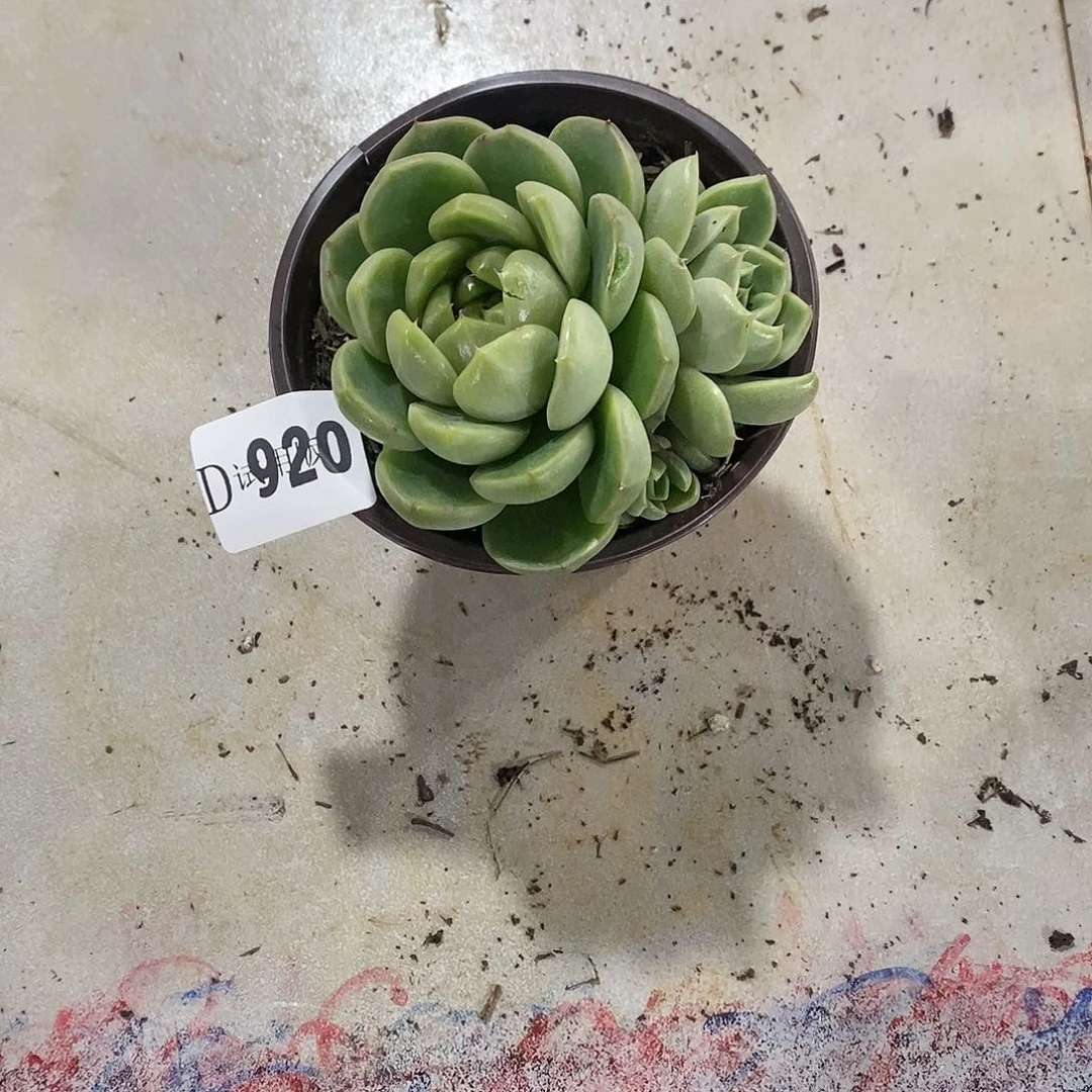 寶****ｇ920皮埃拉多肉植物