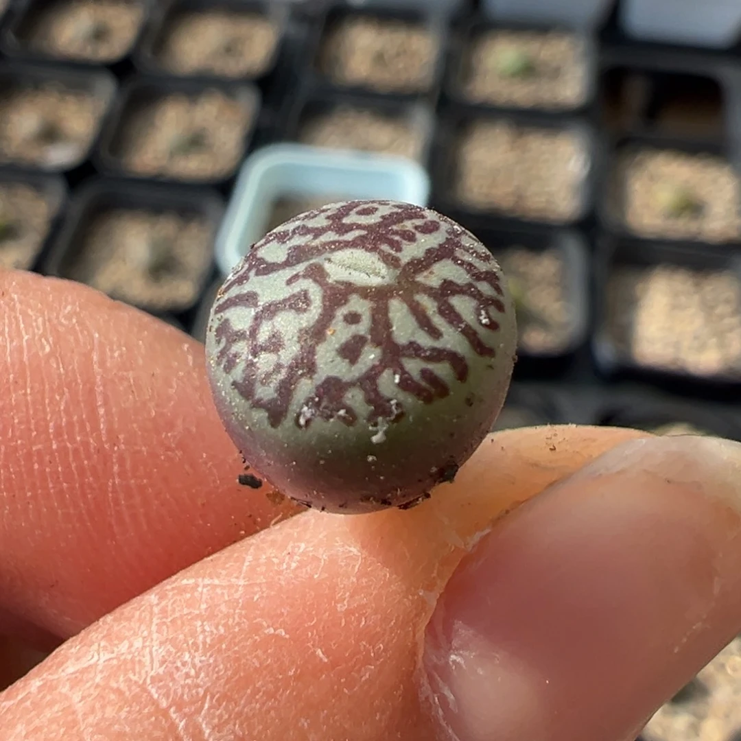 中奖 多肉植物多肉植物