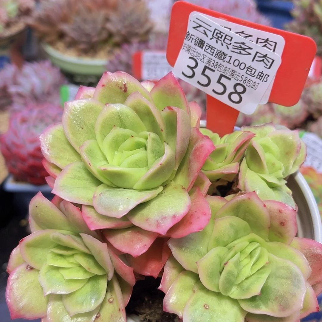 3559冰玫瑰锦多肉植物