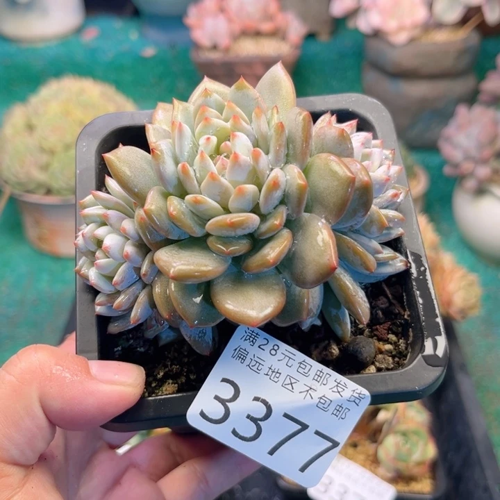 大3377；hxvxvchbj