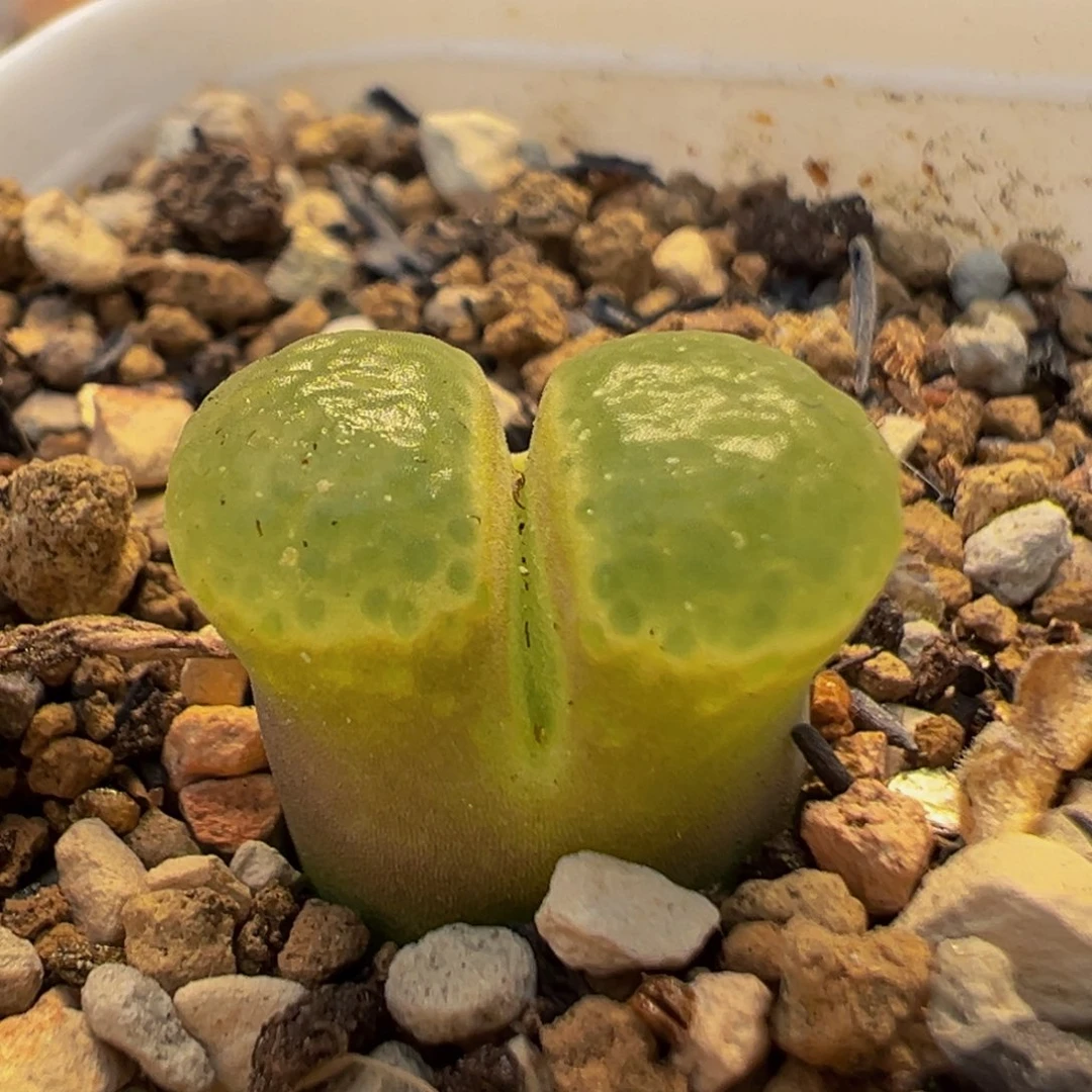 90多肉植物百科植物