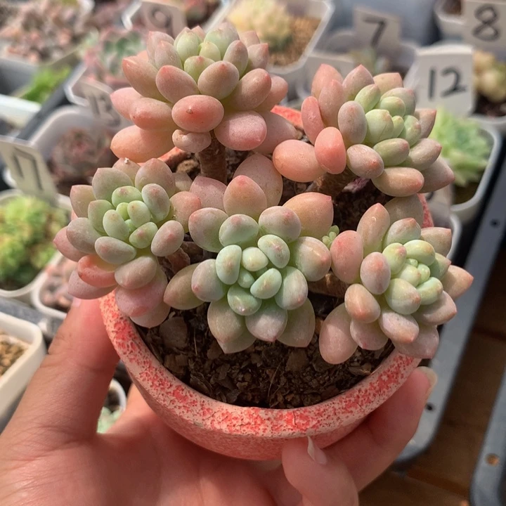 精控小洛可可多肉