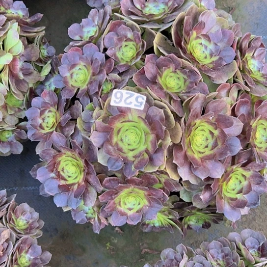 冷***剑多肉植物一种沙拉碗