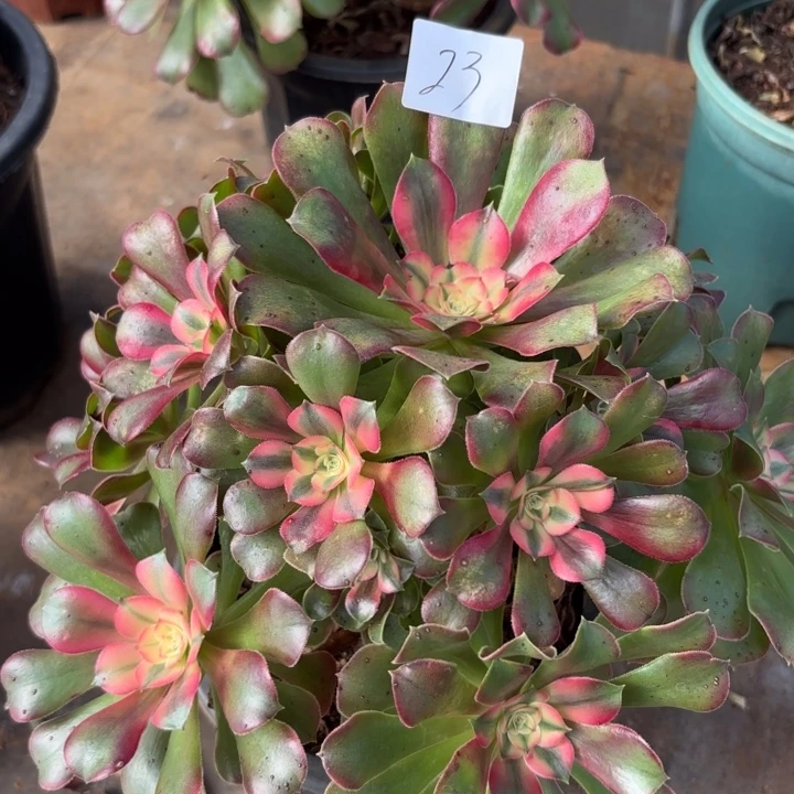 无花朵023特价香妃无售后