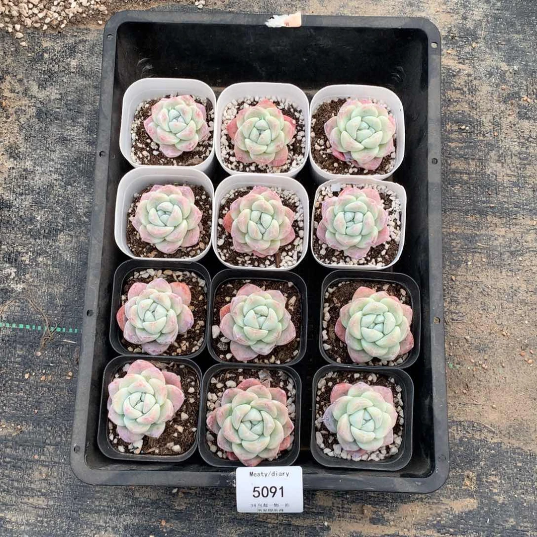 特5091冰玉小脸单头4厘米左右12颗一组脱土发