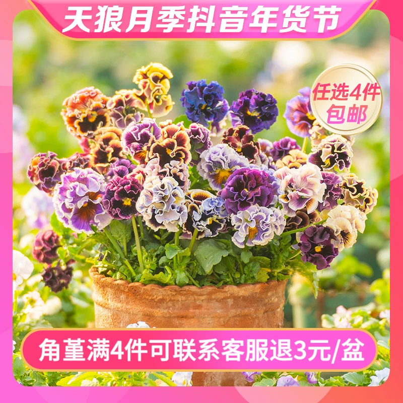 天狼角堇独特果汁冰糕花苗四季盆栽易爆盆新手易养草本植物爆花