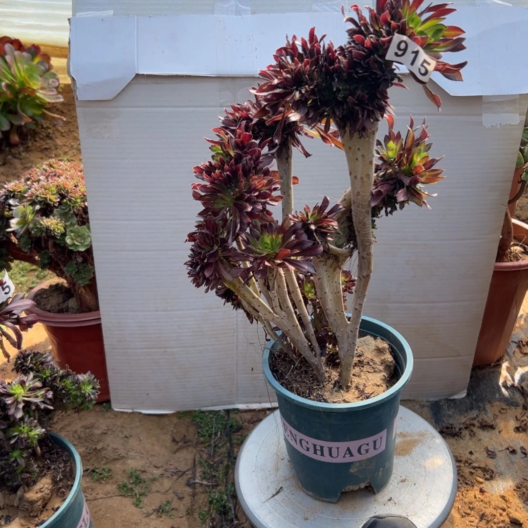 小****肉有伤黑缀915高37