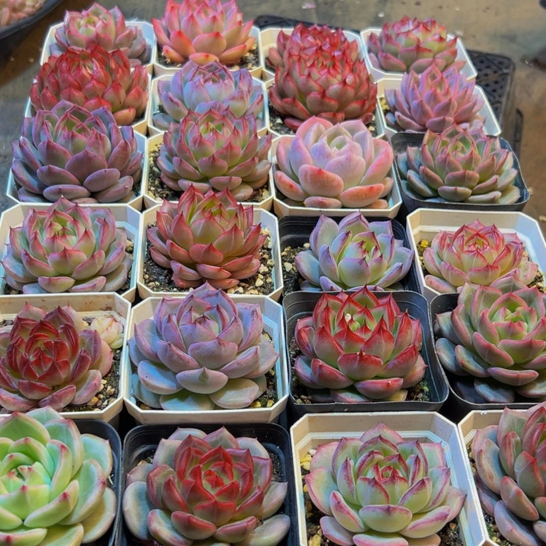 890多肉葡萄的味道是真的很好吃