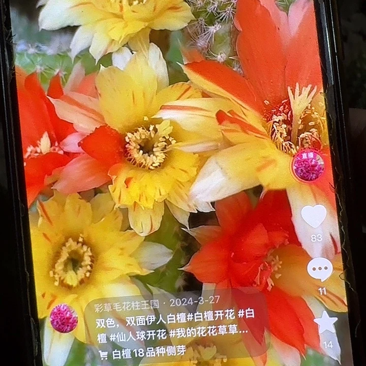 双色侧芽长14厘米。发20个纸条