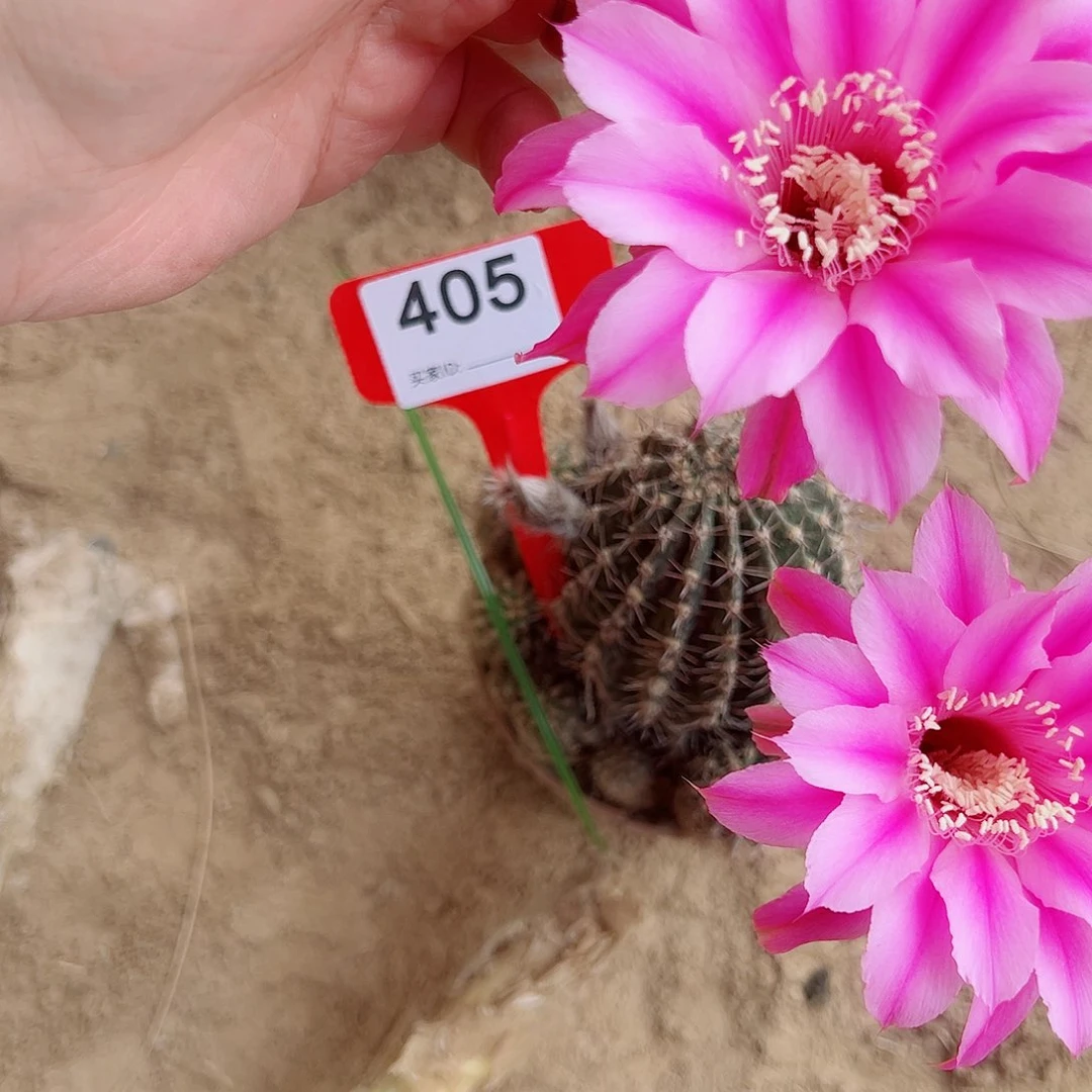 花*子彩草彩草00000 405