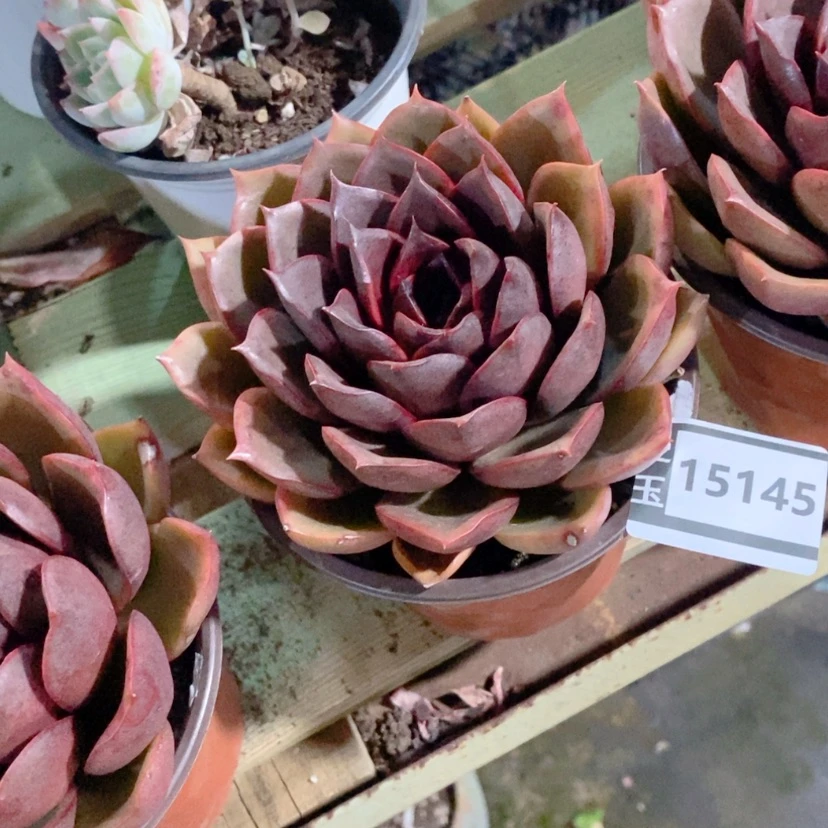 【闪购商品】№**s红灯15145