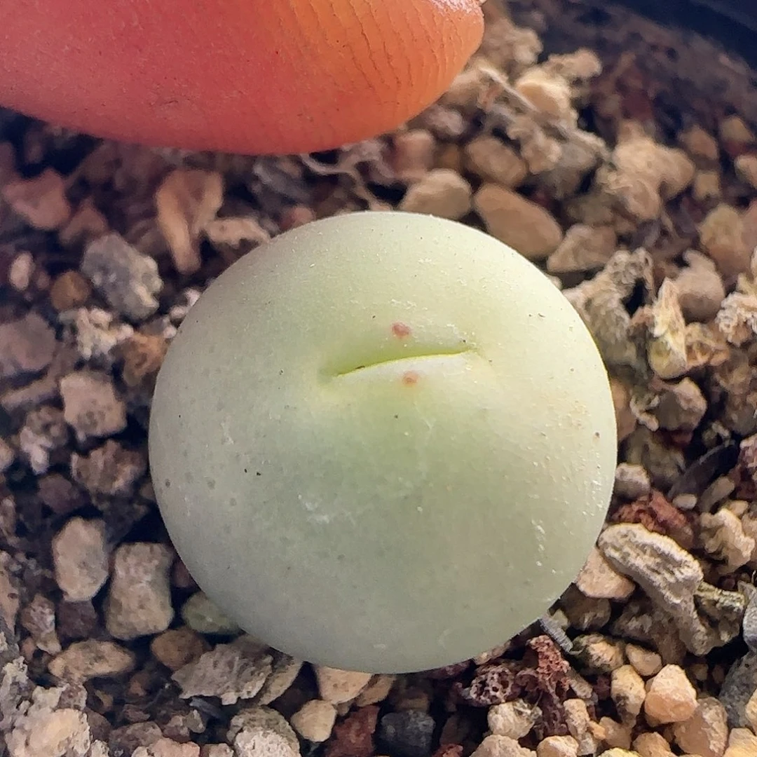 茳**姐28包邮脱土发货27061