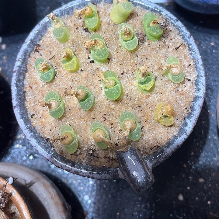 小奶瓶风铃一颗。