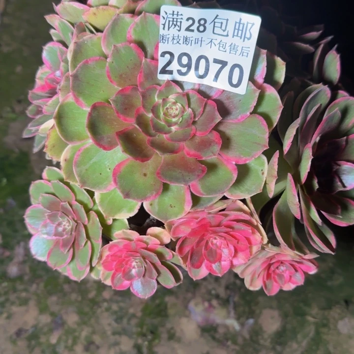 29070南分花妖多肉植物