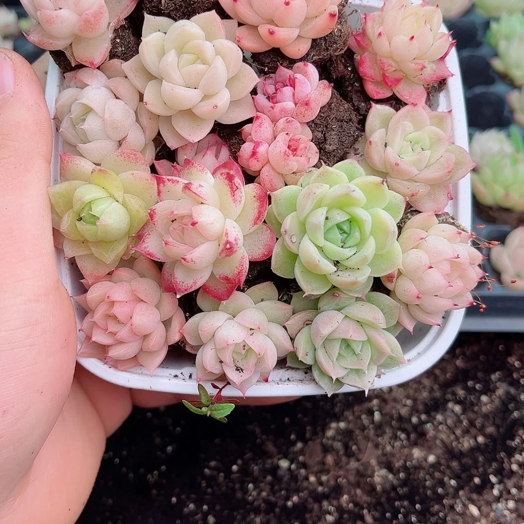 1-22 新疆西藏内蒙不发12.8包邮2-3公分多肉