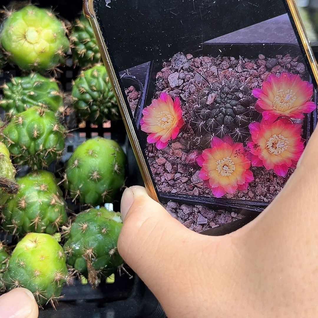 特纳瑞单头侧芽一颗