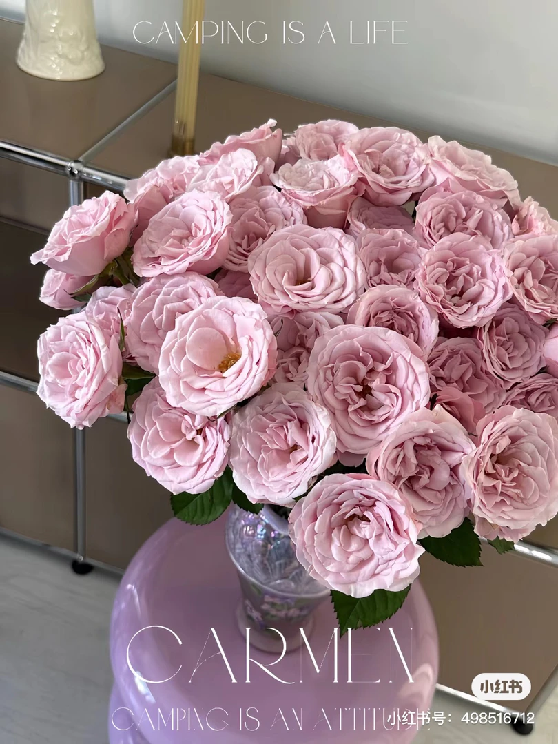 【缤纷】明月雪 任拍三单顺丰空运包邮鲜切花家居花店插花