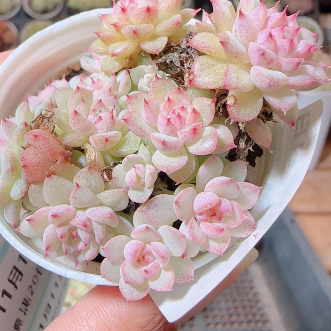 花语逸镜1111-173散