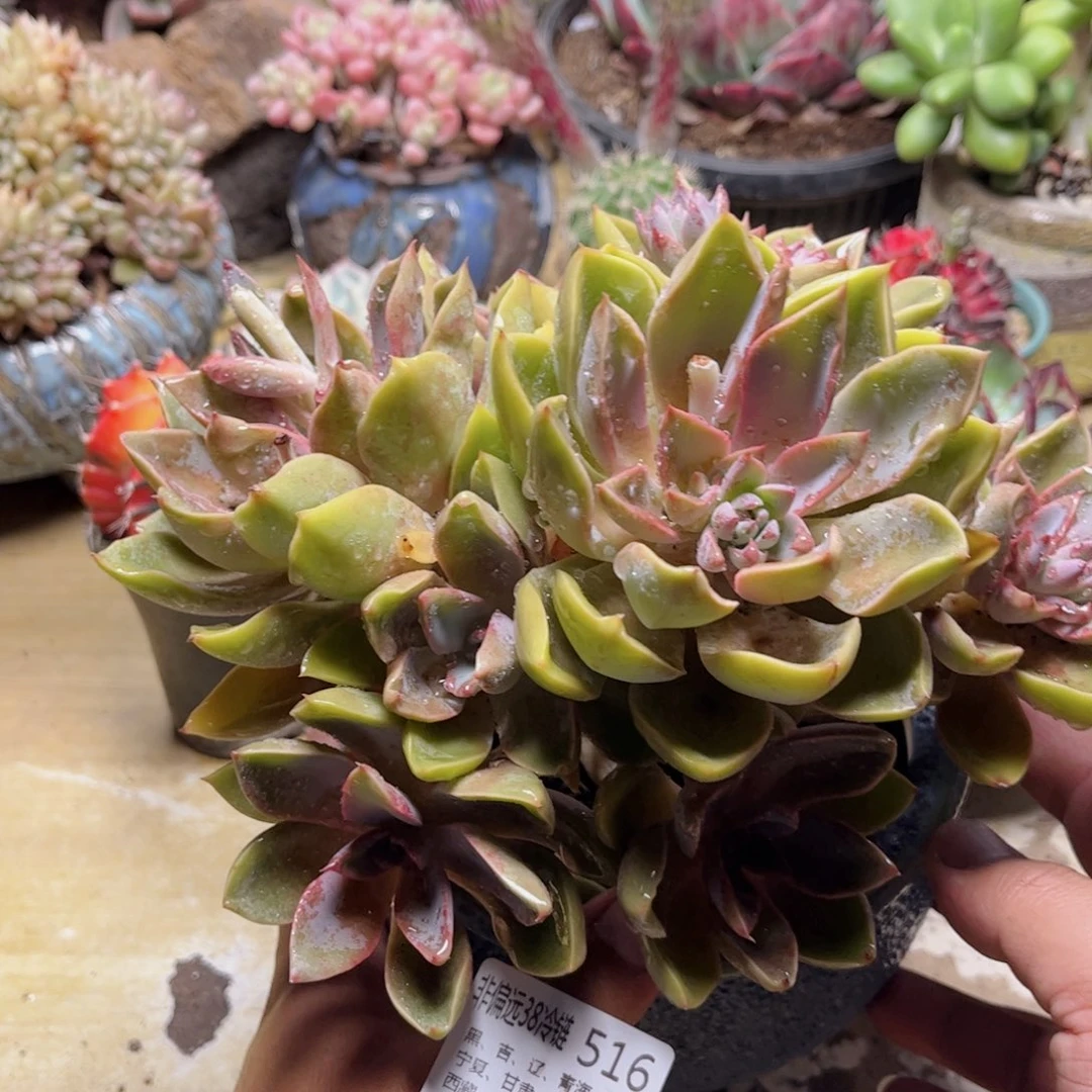 516紫气东来德华多肉