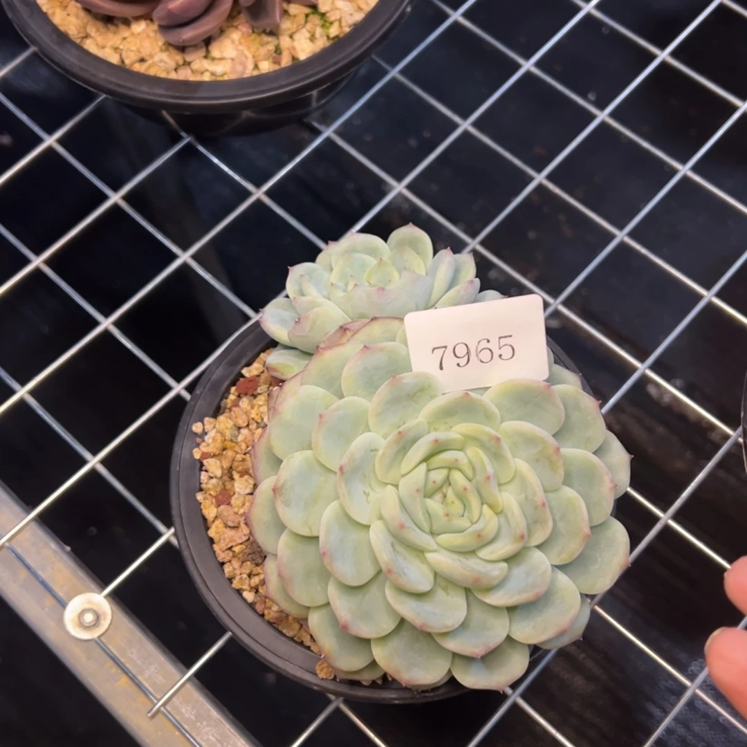 用****07965肉多哦哟多哦肉