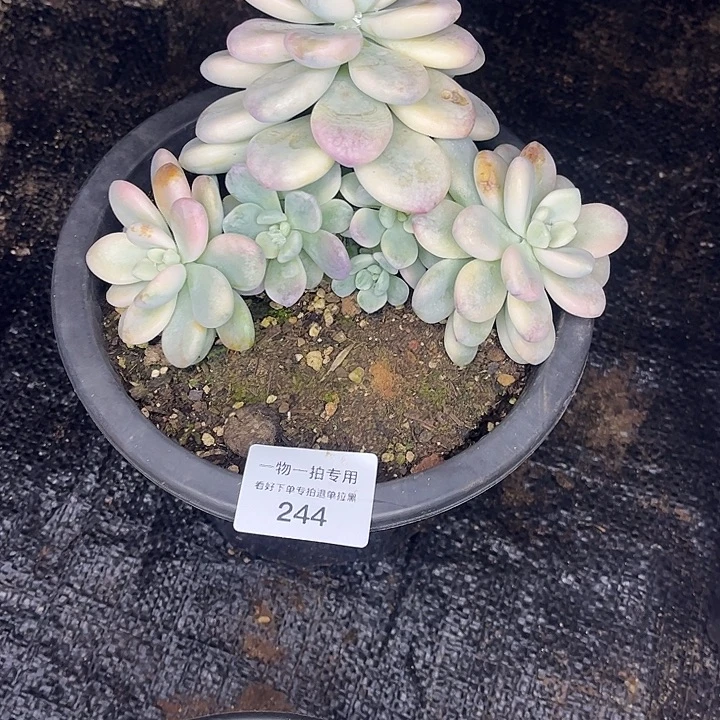 ****吾诺神锦群，一物一拍