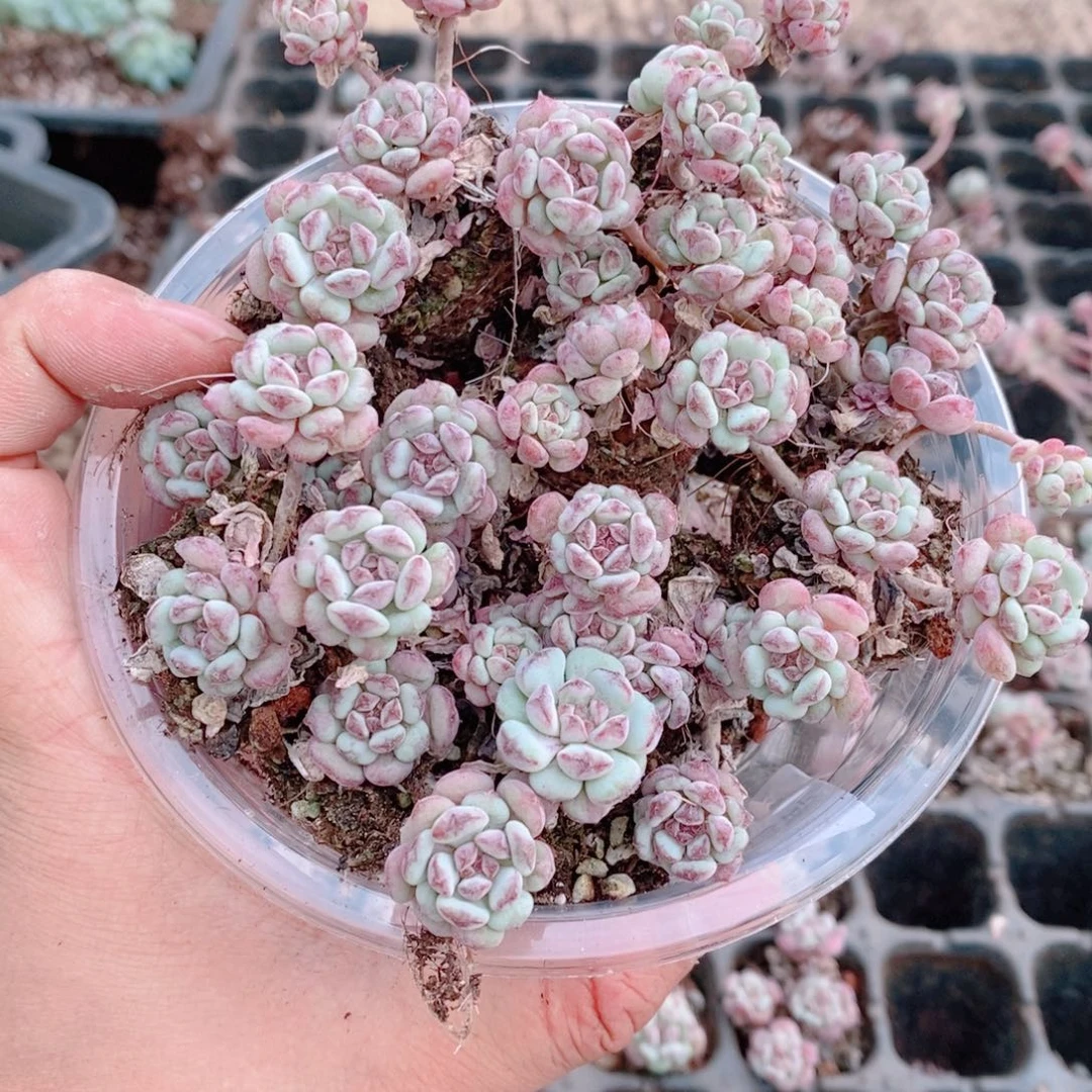 多肉植物精品切糕B317