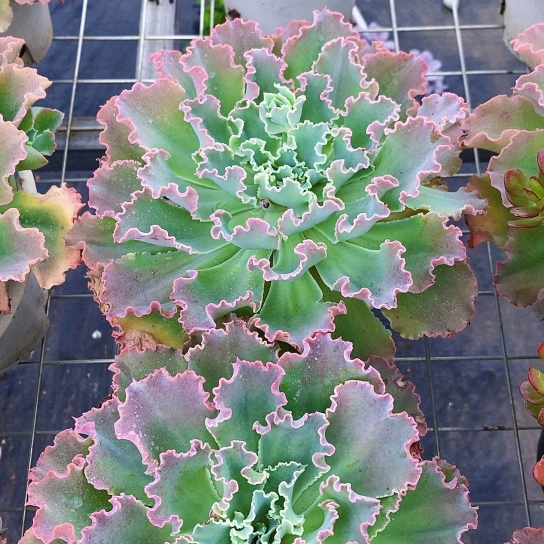 婚纱大单头精品特价